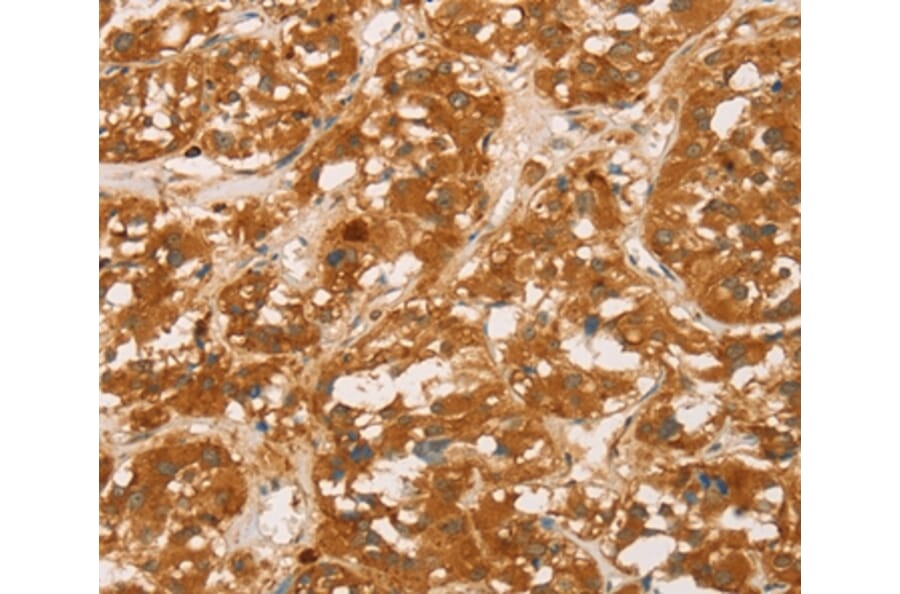 Immunohistochemistry - SPN Antibody from Signalway Antibody (36332) - Antibodies.com