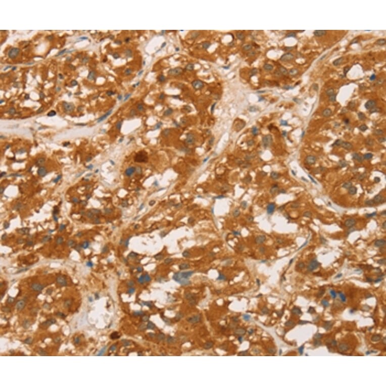 Immunohistochemistry - SPN Antibody from Signalway Antibody (36332) - Antibodies.com