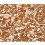 Immunohistochemistry - SPN Antibody from Signalway Antibody (36332) - Antibodies.com