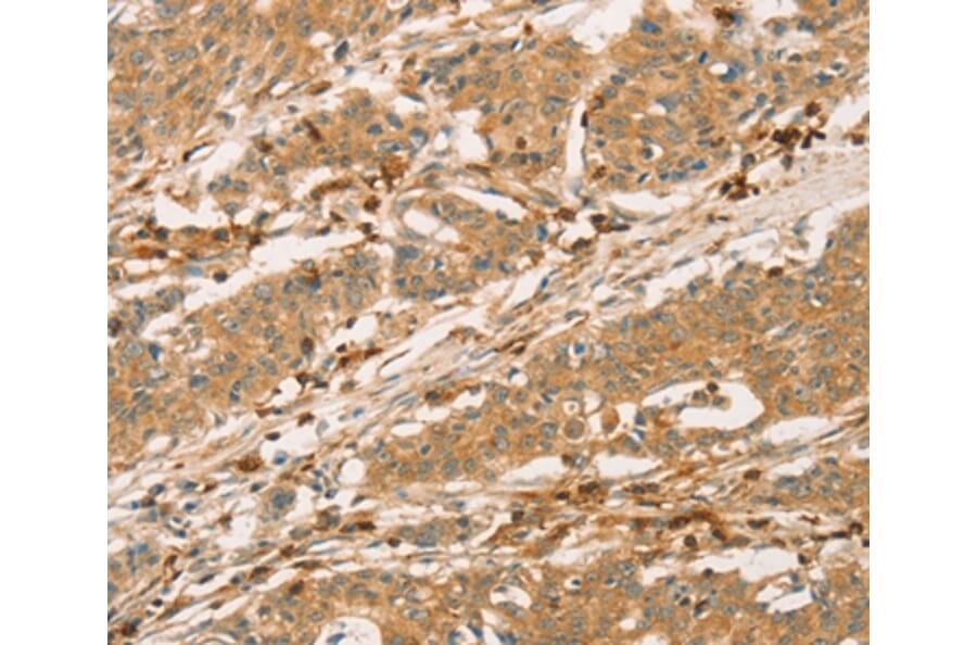 Immunohistochemistry - SPN Antibody from Signalway Antibody (36332) - Antibodies.com