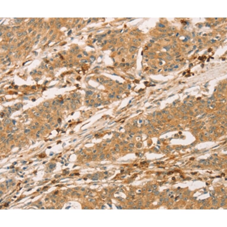 Immunohistochemistry - SPN Antibody from Signalway Antibody (36332) - Antibodies.com