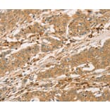 Immunohistochemistry - SPN Antibody from Signalway Antibody (36332) - Antibodies.com