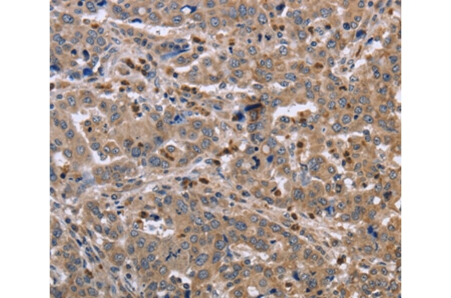 Immunohistochemistry - EDA Antibody from Signalway Antibody (36433) - Antibodies.com