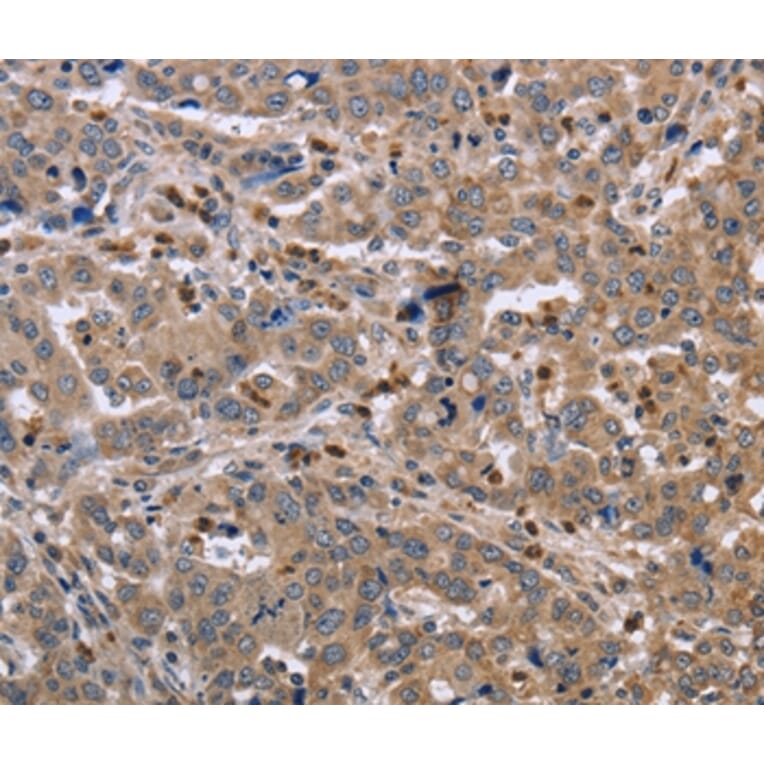 Immunohistochemistry - EDA Antibody from Signalway Antibody (36433) - Antibodies.com