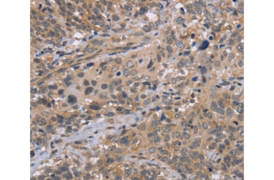 Immunohistochemistry - EDA Antibody from Signalway Antibody (36433) - Antibodies.com