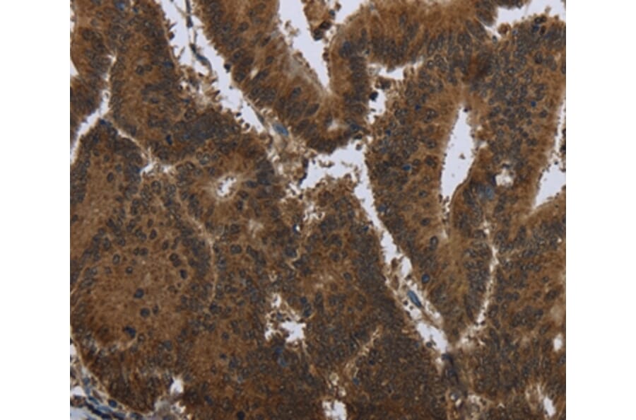 Immunohistochemistry - PIP Antibody from Signalway Antibody (36498) - Antibodies.com