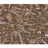 Immunohistochemistry - PIP Antibody from Signalway Antibody (36498) - Antibodies.com
