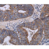 Immunohistochemistry - MT3 Antibody from Signalway Antibody (36609) - Antibodies.com