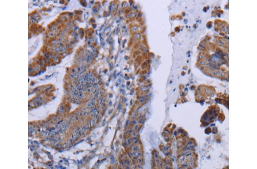 Immunohistochemistry - MT3 Antibody from Signalway Antibody (36609) - Antibodies.com
