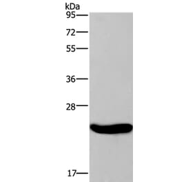 CRH Antibody from Signalway Antibody (36806) - Antibodies.com