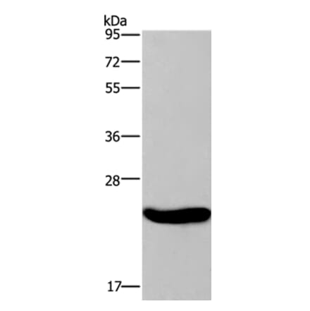 CRH Antibody from Signalway Antibody (36806) - Antibodies.com