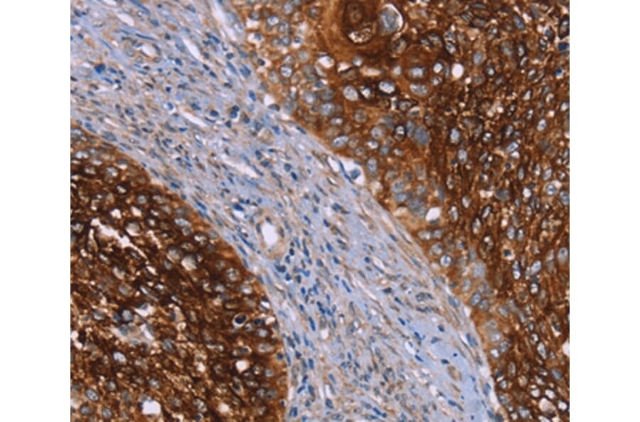 Immunohistochemistry - CRH Antibody from Signalway Antibody (36806) - Antibodies.com