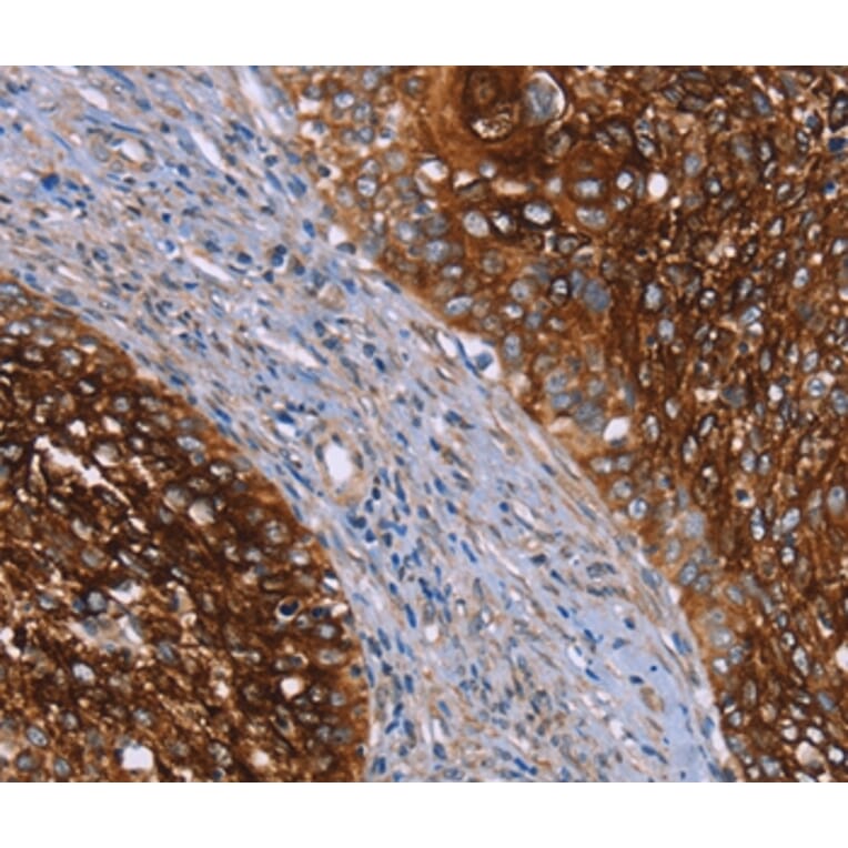 Immunohistochemistry - CRH Antibody from Signalway Antibody (36806) - Antibodies.com