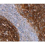 Immunohistochemistry - CRH Antibody from Signalway Antibody (36806) - Antibodies.com