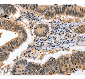 Immunohistochemistry - GCG Antibody from Signalway Antibody (36900) - Antibodies.com