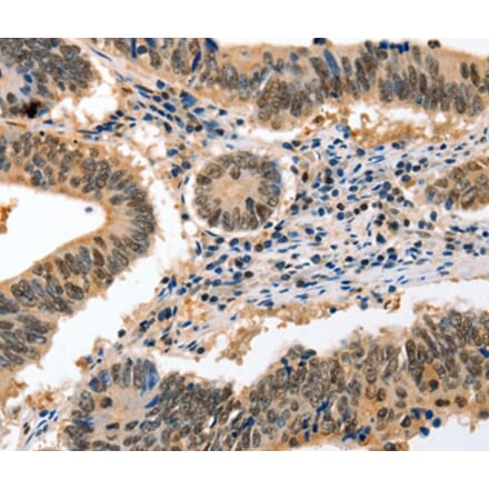 Immunohistochemistry - GCG Antibody from Signalway Antibody (36900) - Antibodies.com