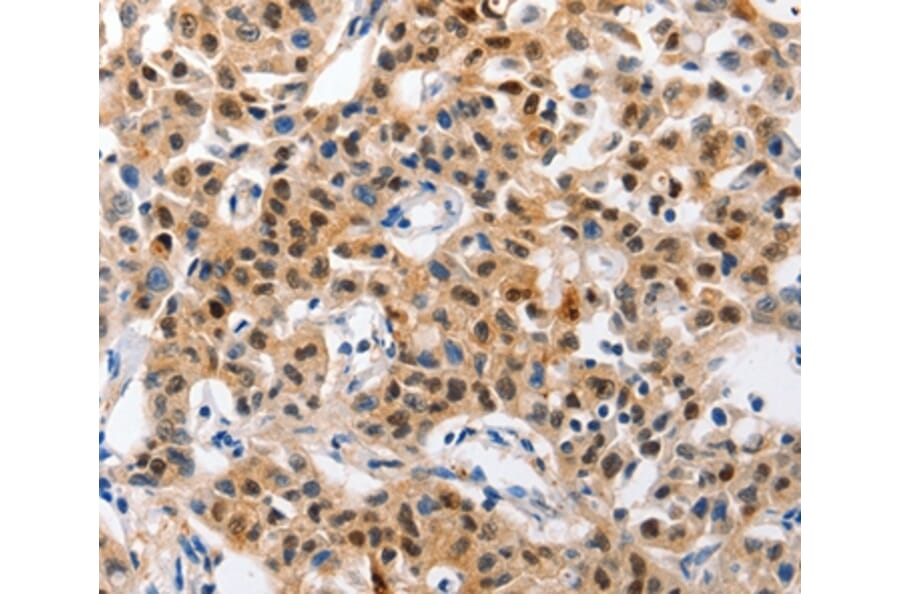 Immunohistochemistry - GCG Antibody from Signalway Antibody (36900) - Antibodies.com