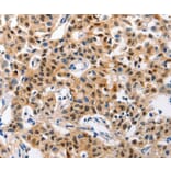 Immunohistochemistry - GCG Antibody from Signalway Antibody (36900) - Antibodies.com