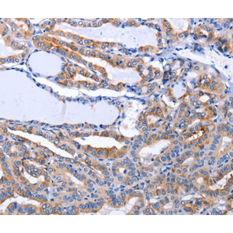 Immunohistochemistry - LIF Antibody from Signalway Antibody (36950) - Antibodies.com