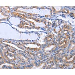 Immunohistochemistry - LIF Antibody from Signalway Antibody (36950) - Antibodies.com