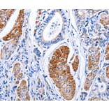 Immunohistochemistry - LIF Antibody from Signalway Antibody (36950) - Antibodies.com