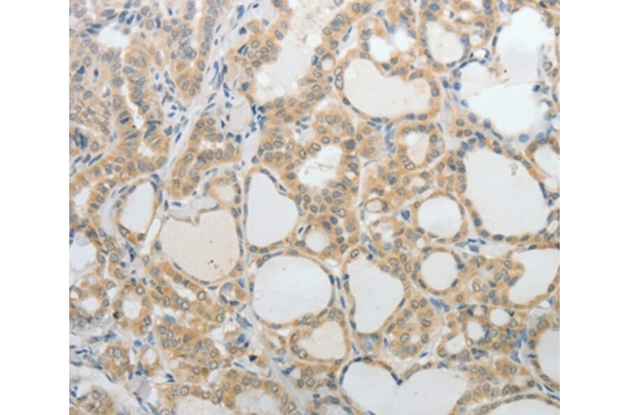 Immunohistochemistry - UCN Antibody from Signalway Antibody (37061) - Antibodies.com