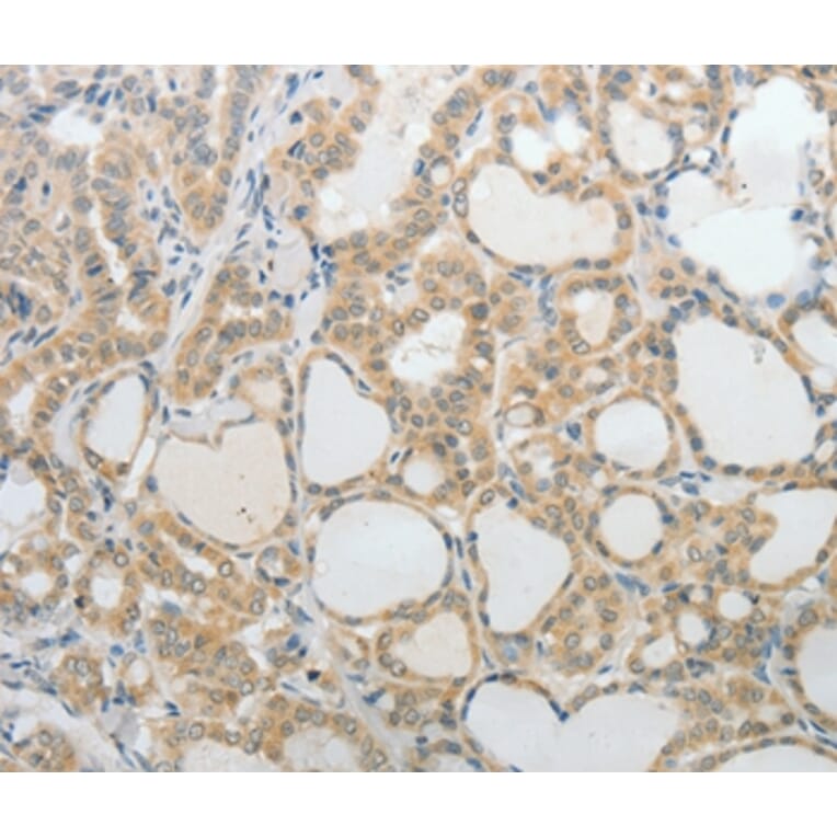 Immunohistochemistry - UCN Antibody from Signalway Antibody (37061) - Antibodies.com