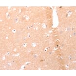 Immunohistochemistry - AMH Antibody from Signalway Antibody (37099) - Antibodies.com