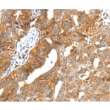 Immunohistochemistry - SCT Antibody from Signalway Antibody (37237) - Antibodies.com