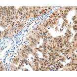 Immunohistochemistry - SP1 Antibody from Signalway Antibody (37251) - Antibodies.com