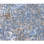Immunohistochemistry - AHR Antibody from Signalway Antibody (37415) - Antibodies.com