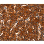 Immunohistochemistry - DHH Antibody from Signalway Antibody (37533) - Antibodies.com