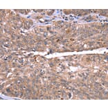 Immunohistochemistry - HRG Antibody from Signalway Antibody (37628) - Antibodies.com