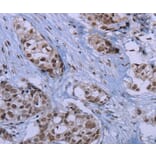 Immunohistochemistry - ID3 Antibody from Signalway Antibody (37640) - Antibodies.com