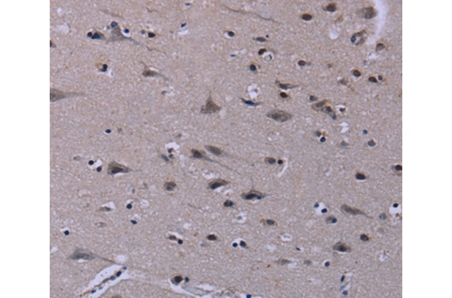 Immunohistochemistry - ID3 Antibody from Signalway Antibody (37640) - Antibodies.com