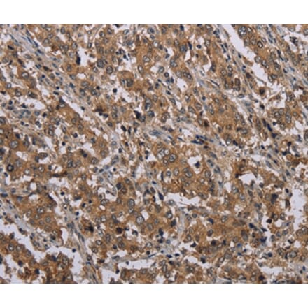 Immunohistochemistry - MAL Antibody from Signalway Antibody (37714) - Antibodies.com