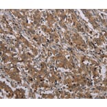Immunohistochemistry - MAL Antibody from Signalway Antibody (37714) - Antibodies.com