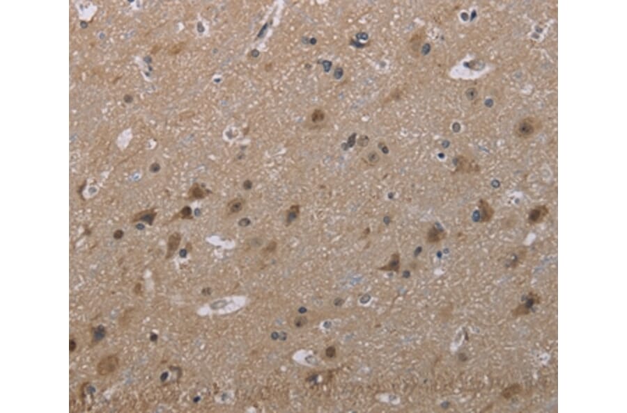 Immunohistochemistry - MAL Antibody from Signalway Antibody (37714) - Antibodies.com