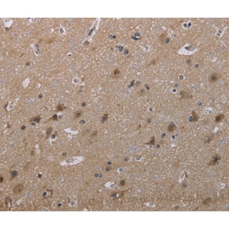 Immunohistochemistry - MAL Antibody from Signalway Antibody (37714) - Antibodies.com