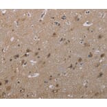 Immunohistochemistry - MAL Antibody from Signalway Antibody (37714) - Antibodies.com