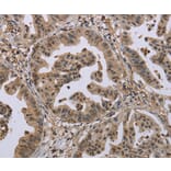 Immunohistochemistry - MCC Antibody from Signalway Antibody (37718) - Antibodies.com