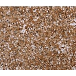Immunohistochemistry - MFF Antibody from Signalway Antibody (37723) - Antibodies.com