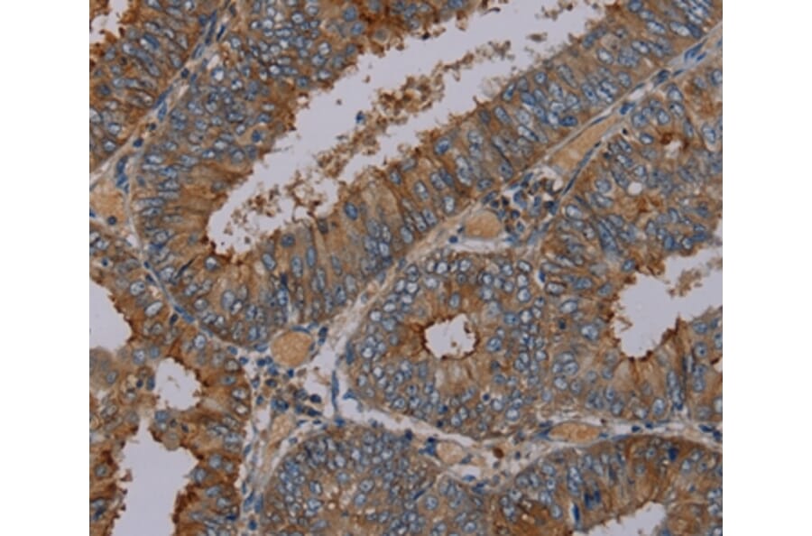 Immunohistochemistry - PYY Antibody from Signalway Antibody (37813) - Antibodies.com