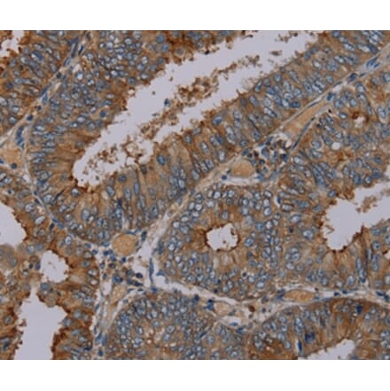 Immunohistochemistry - PYY Antibody from Signalway Antibody (37813) - Antibodies.com