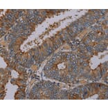 Immunohistochemistry - PYY Antibody from Signalway Antibody (37813) - Antibodies.com