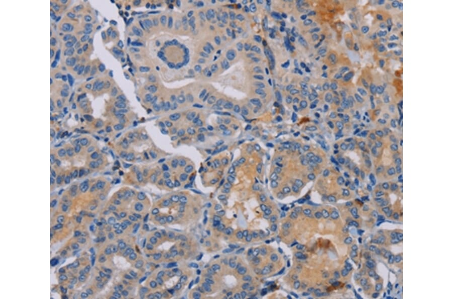 Immunohistochemistry - PYY Antibody from Signalway Antibody (37813) - Antibodies.com