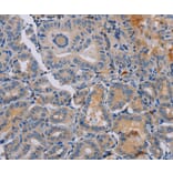 Immunohistochemistry - PYY Antibody from Signalway Antibody (37813) - Antibodies.com