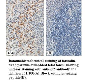 Sp2 Antibody from Signalway Antibody (39384) - Antibodies.com