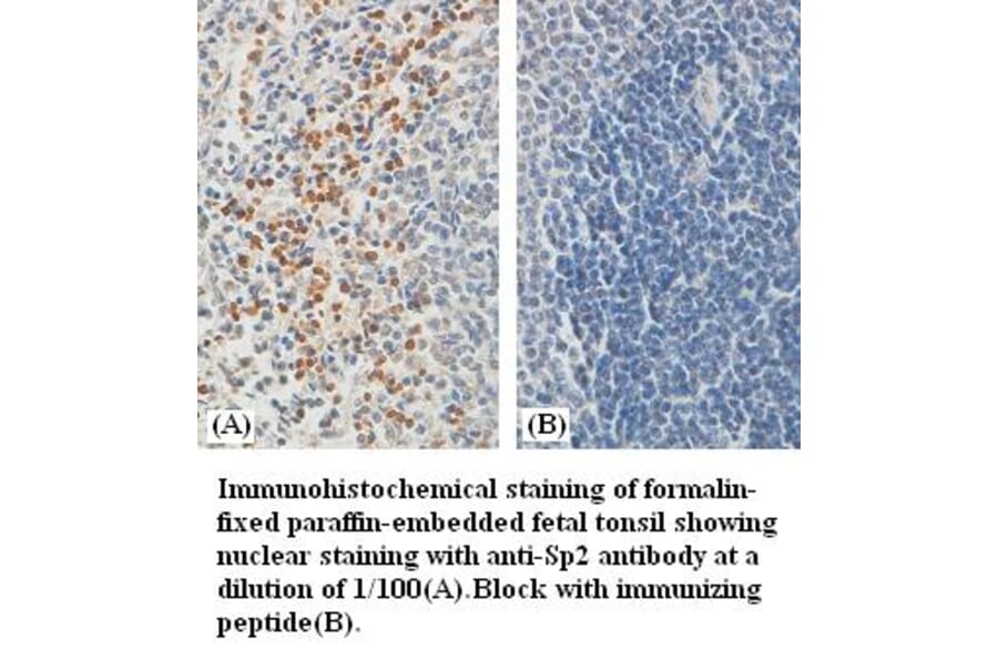 Sp2 Antibody from Signalway Antibody (39384) - Antibodies.com