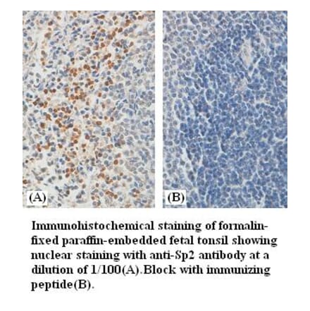 Sp2 Antibody from Signalway Antibody (39384) - Antibodies.com